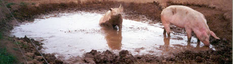 pigs wallowing in mud