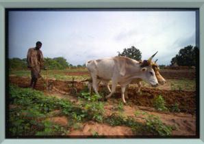 Senegal ploughing