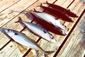 mackerel